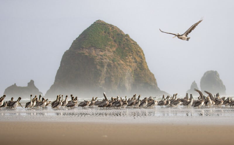 A large flock of pelicans stands on a sandy beach with a large, misty rock formation in the background and one bird in flight.