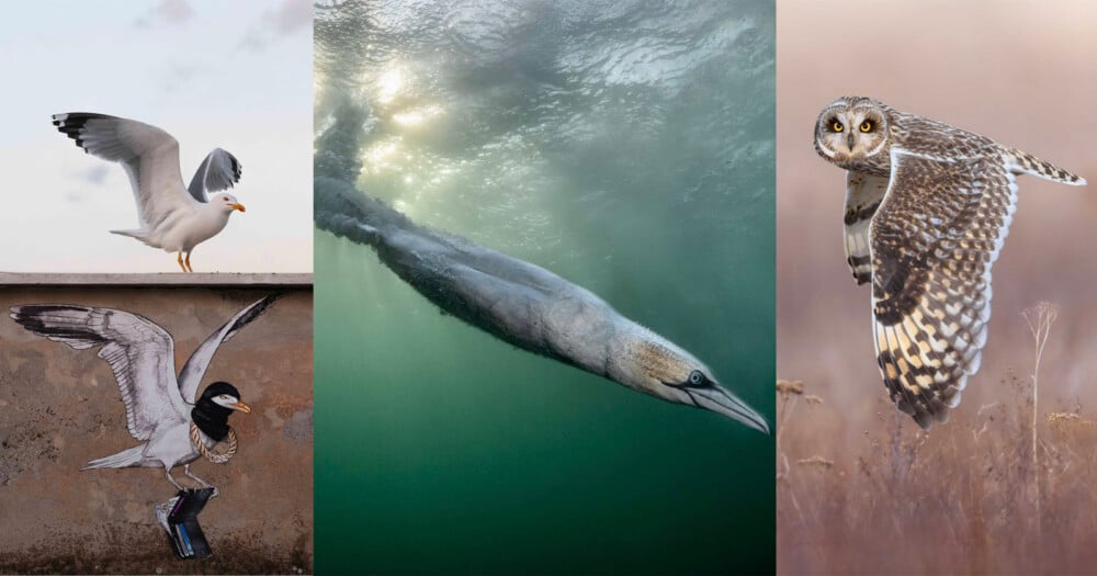 A collage showing a seagull on a wall, a gannet diving underwater, and an owl in flight.