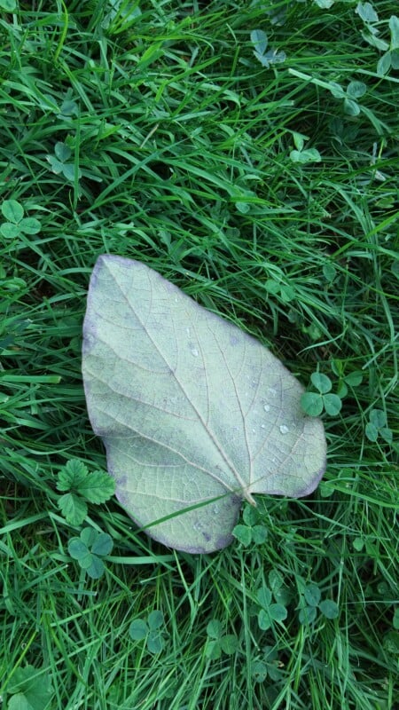 A single, heart-shaped leaf with a purplish-grey edge lies flat on a patch of green grass and clover.