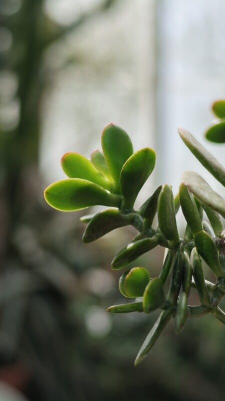 A close-up view of a jade plant branch with thick, green, oval-shaped leaves, some featuring reddish edges, set against a soft-focus background.