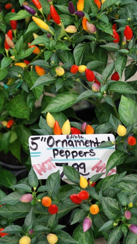 A plant with many small, colorful peppers in shades of red, yellow, and purple, featuring a sign that reads 5" Ornamental Peppers.