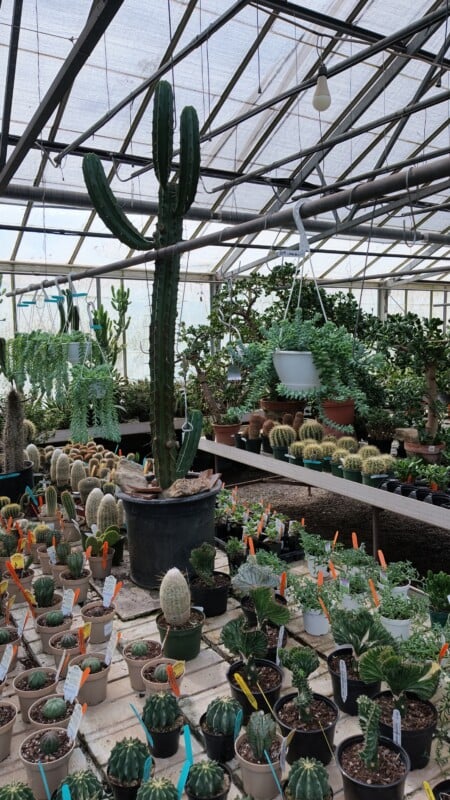 A large columnar cactus stands in a black pot in a greenhouse filled with various potted cacti and succulents on tables and hanging from the ceiling.