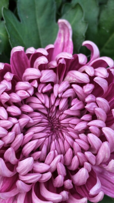 A close-up view of a vibrant purple chrysanthemum flower with tightly packed, curved petals radiating from the center.