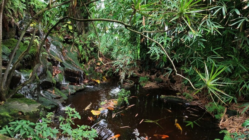 A small waterfall cascades over mossy rocks into a dark pond filled with several koi fish, surrounded by lush bamboo and foliage.