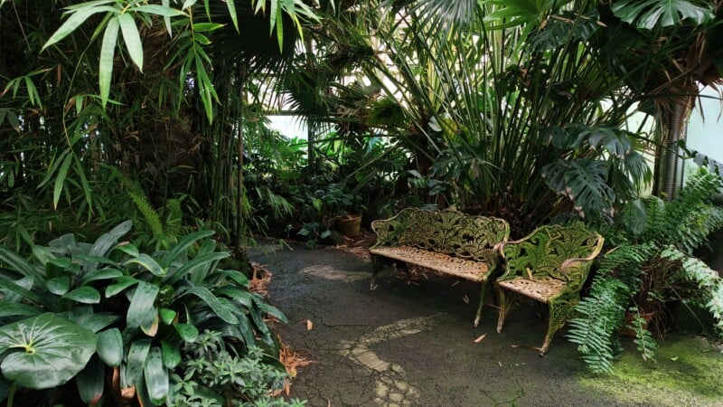 A weathered, ornate metal bench sits on a paved path surrounded by lush tropical plants and ferns inside a greenhouse.
