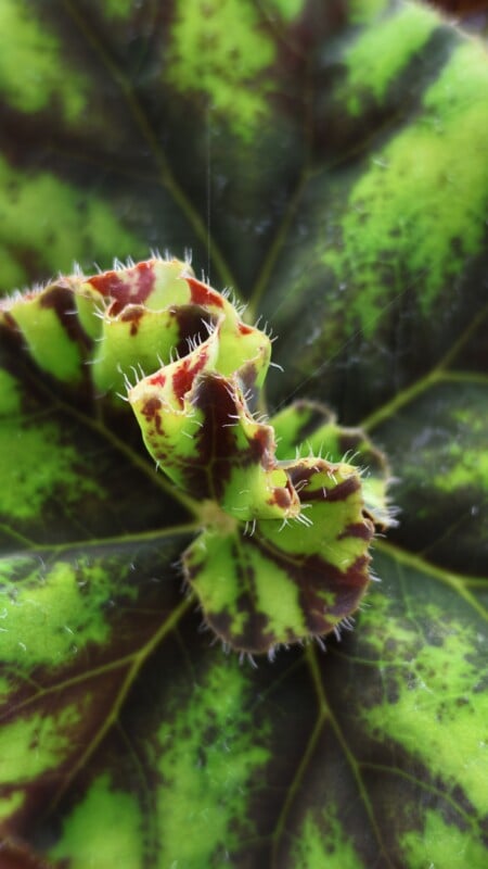 A close-up view of a textured, ruffled begonia leaf with a variegated pattern of lime green and dark brown, featuring fine hairs along its edges.