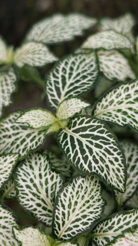 A close-up view of a Fittonia plant featuring dark green leaves with a prominent, intricate network of white veins.