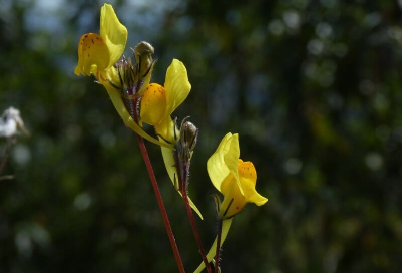 A vertical stalk of yellow, spurred flowers with reddish-brown spots on their petals, set against a dark, blurred background.