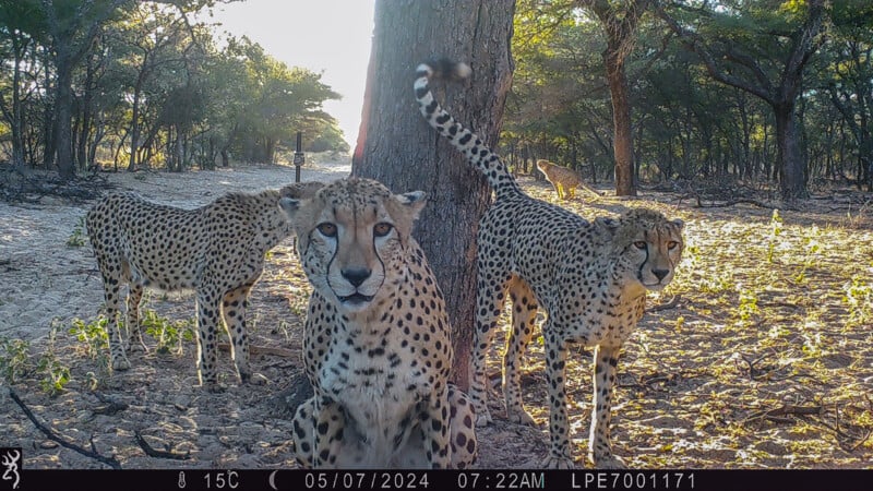 Three cheetahs stand near a tree in a wooded area, with a fourth cheetah visible in the background.