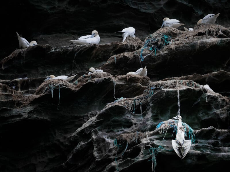 Northern gannets nest on a dark, craggy cliffside, with one bird hanging dead from a tangle of discarded blue fishing nets.
