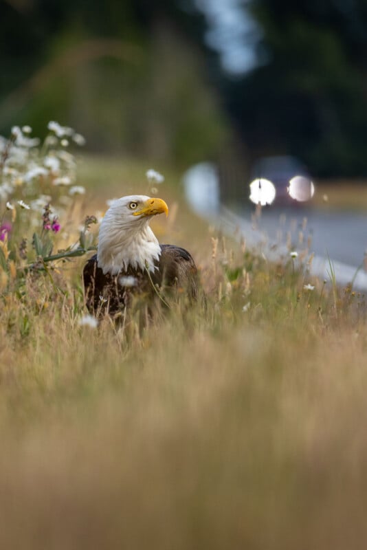 A bald eagle stands in a grassy roadside field with a blurred car approaching in the background.