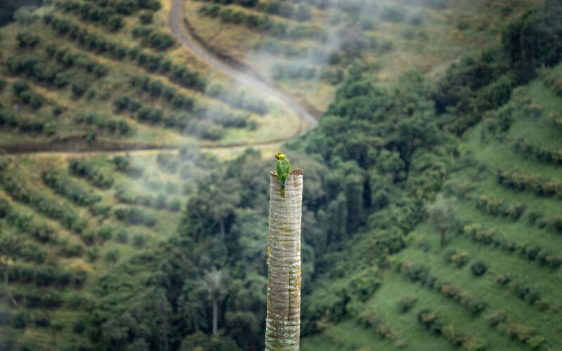 A green parrot with a yellow head sits atop a tall, bare tree trunk against a backdrop of misty, terraced hills.