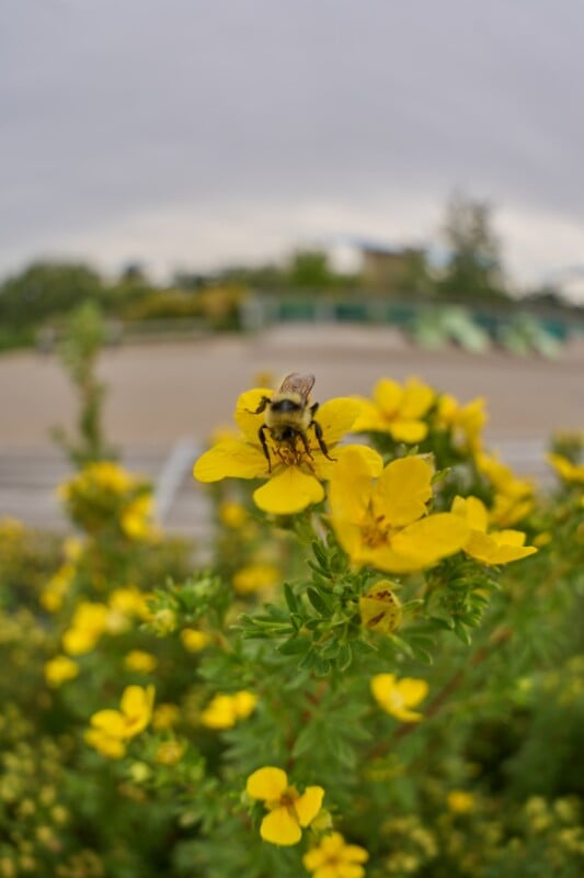 A bumblebee rests on a bright yellow flower in a garden, with a blurred background of a park and cloudy sky.