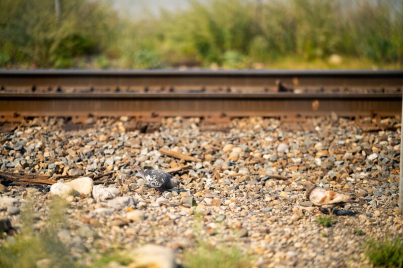 Two pigeons forage for food on a gravel bed next to a set of railroad tracks.