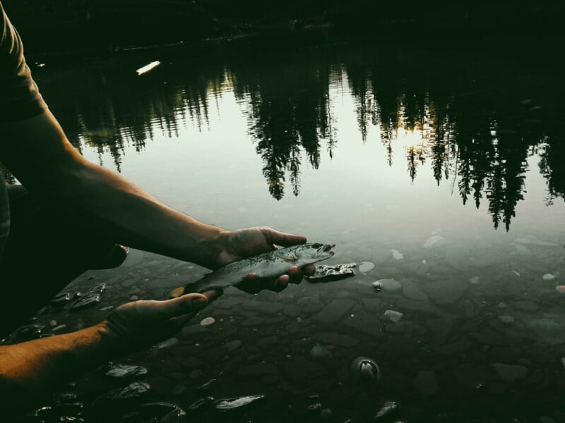 A person holds a small fish in their hands over the clear, shallow water of a lake reflecting nearby pine trees.