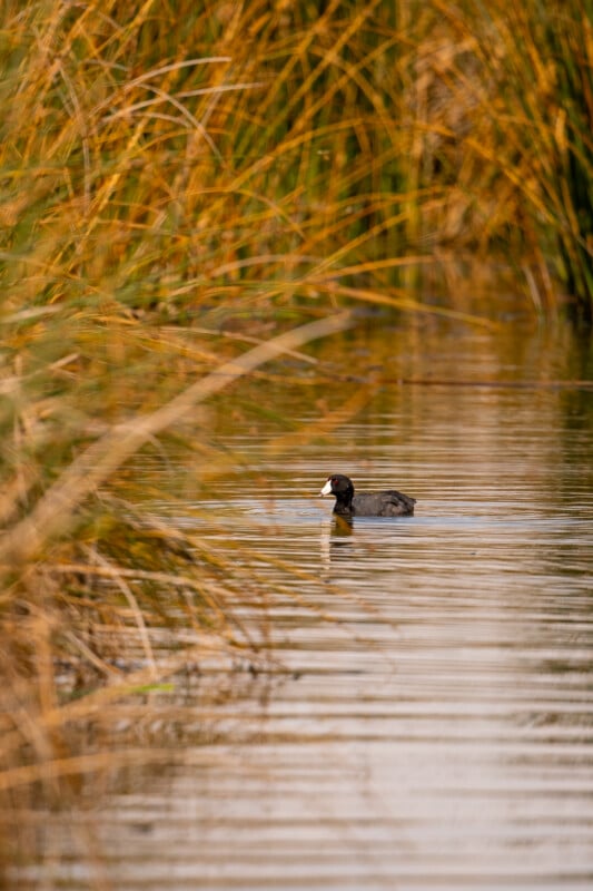 A black American coot with a white bill swims in calm water next to tall, golden-brown reeds.