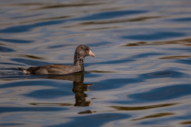 A dark-feathered Eurasian coot swims on calm, rippled blue water, casting a clear reflection.