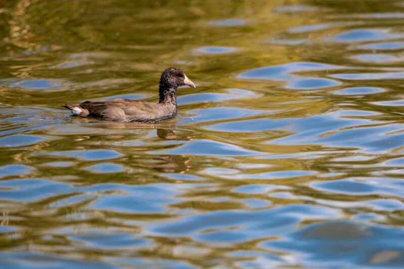 A dark-feathered American coot with a white beak swims across rippling, golden-tinted water.