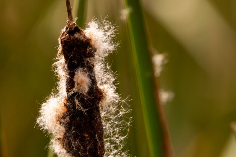 A close-up of a cattail seed head releasing fluffy white seeds against a blurred green background.