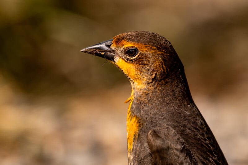 A close-up profile view of a bird with a dark, pointed beak, a brown head, and vibrant yellow-orange feathers around its eyes and throat.