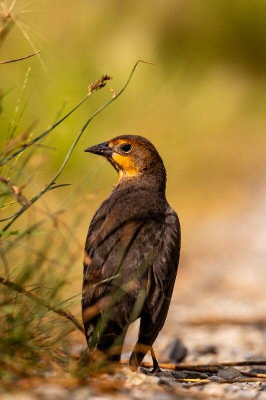 A female yellow-headed blackbird with a brown body and a bright yellow throat stands on a gravel path next to tall grass.