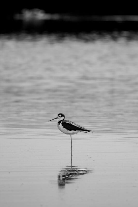 A black-necked stilt stands on one leg in shallow water, its reflection visible beneath it.