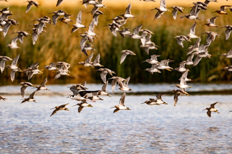 A large flock of shorebirds flies over a body of water, with one black-and-white bird standing out among the many brown-and-white ones.