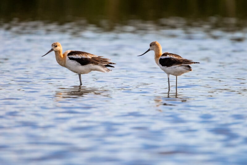 Two American avocets with tan heads and black-and-white wings stand in shallow, rippling water.