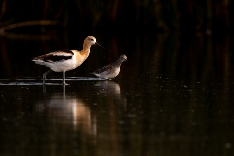 An American avocet and a smaller, mottled shorebird wade through dark, still water, casting soft reflections.