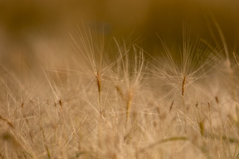 A close-up view of golden, feathery grass heads with long, thin awns swaying in a soft-focus field.