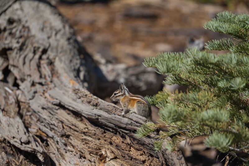 A small chipmunk with striped fur sits on a weathered, fallen tree trunk next to a green pine branch.