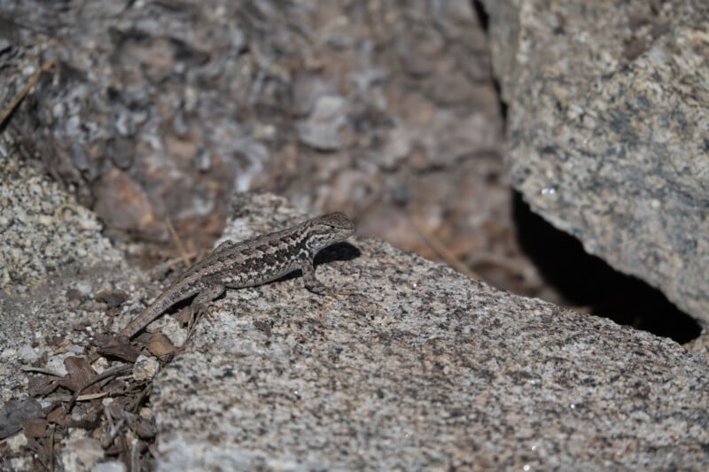 A small, mottled brown lizard rests on a textured, light-colored granite rock.