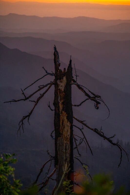 A charred, leafless tree trunk stands in the foreground against a backdrop of layered mountain silhouettes at sunset.