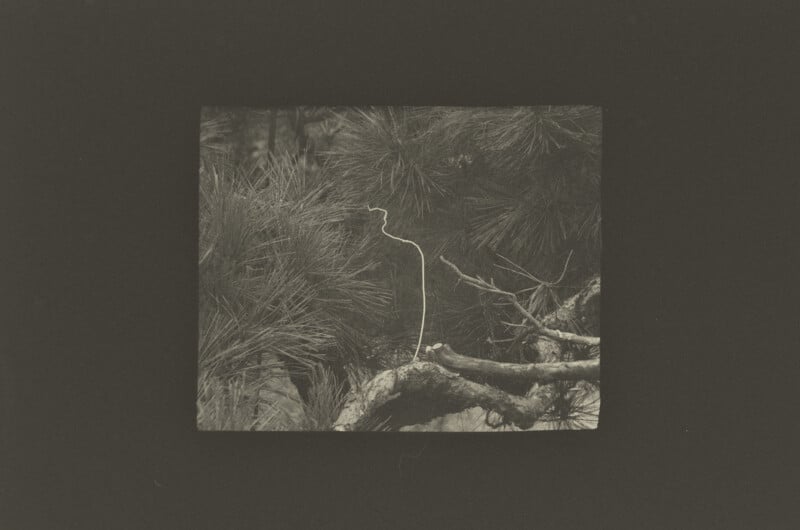 A thin, light-colored, curved line stands vertically against a background of dark, dense pine needles and a textured tree branch.
