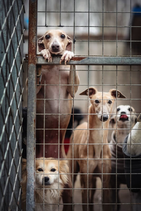 Four dogs of different breeds look through a metal wire fence, with one standing on its hind legs and resting its paws on the frame.