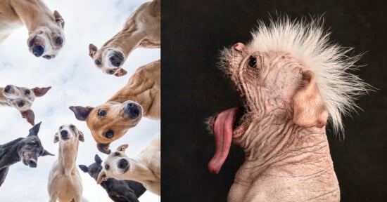 A split-screen image showing a group of greyhounds looking down from above on the left and a hairless dog with a mohawk on the right.