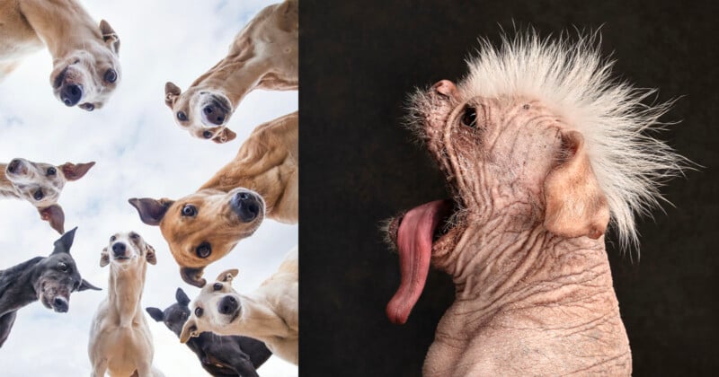 A split-screen image showing a group of greyhounds looking down from above on the left and a hairless dog with a mohawk on the right.