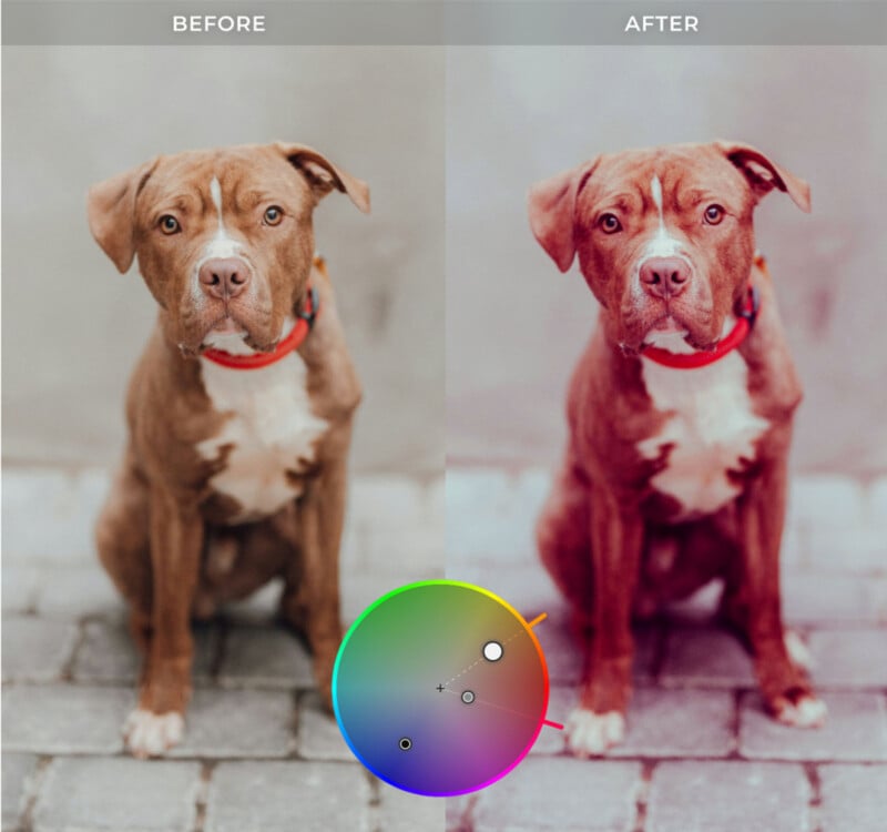 A split-screen comparison shows a brown dog before and after color grading, with a circular color wheel overlay at the bottom.