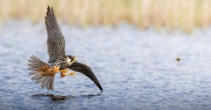 A falcon in flight extends its talons toward a dragonfly hovering just above the surface of the water.