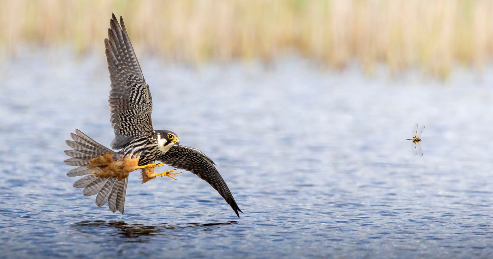 A falcon in flight extends its talons toward a dragonfly hovering just above the surface of the water.
