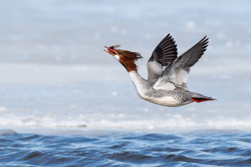 A common merganser in flight over water, holding a small fish in its beak against a backdrop of ice and blue water.