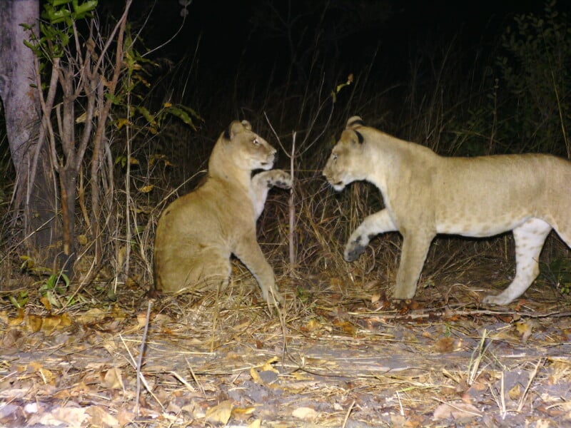 Two young lions interact playfully in a grassy, wooded area at night, with one sitting and the other standing.