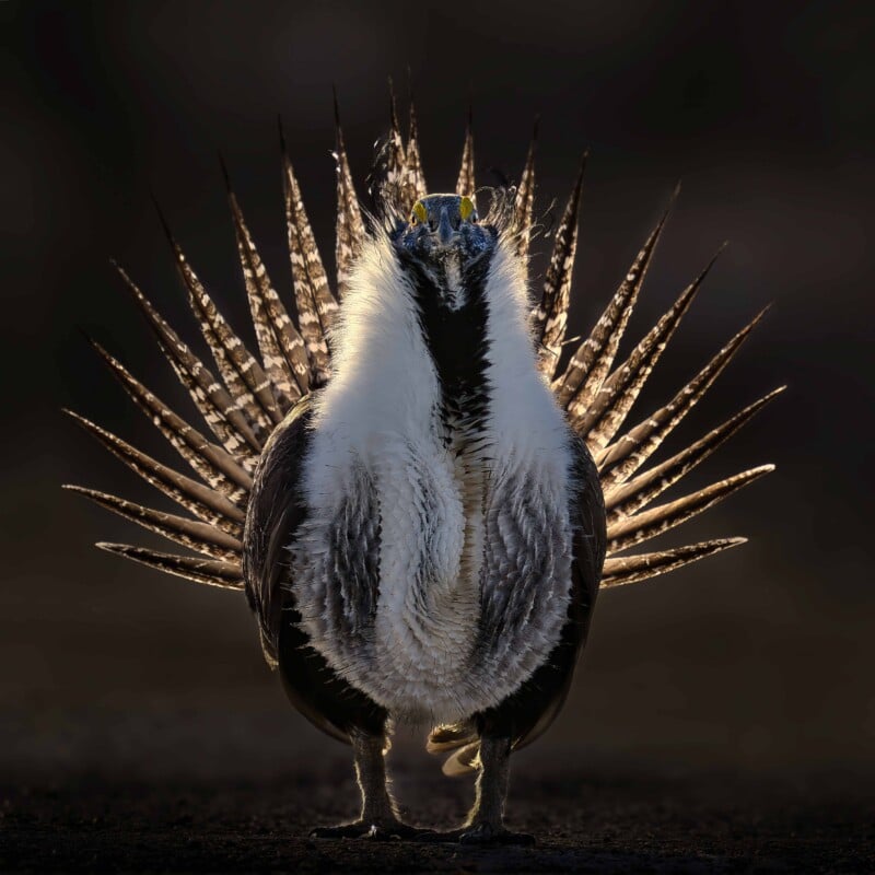 A male greater sage-grouse stands facing forward with its tail feathers fanned out in a display against a dark background.