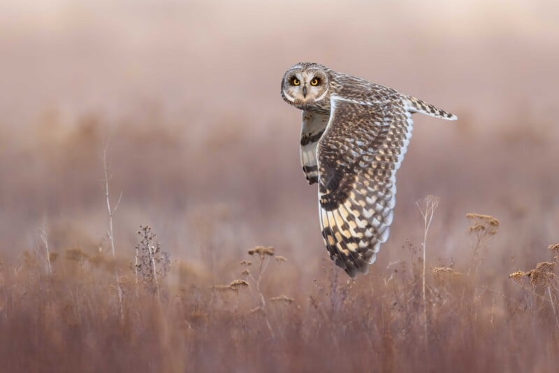 A short-eared owl with bright yellow eyes flies low over a field of dry, brown grasses.