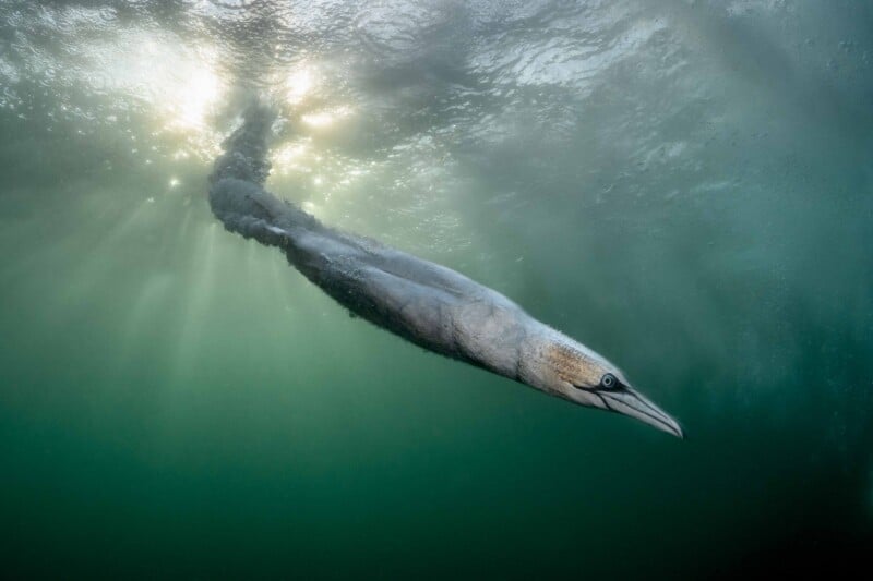 A northern gannet dives underwater, its streamlined body surrounded by a trail of air bubbles as sunlight filters through the surface above.