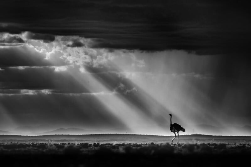 A lone ostrich walks across a dark, flat landscape under a dramatic, cloudy sky with rays of light breaking through.