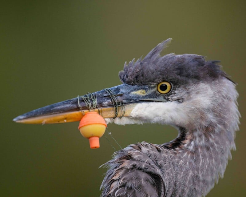 A great blue heron has a fishing line and an orange and yellow bobber tangled around its beak.