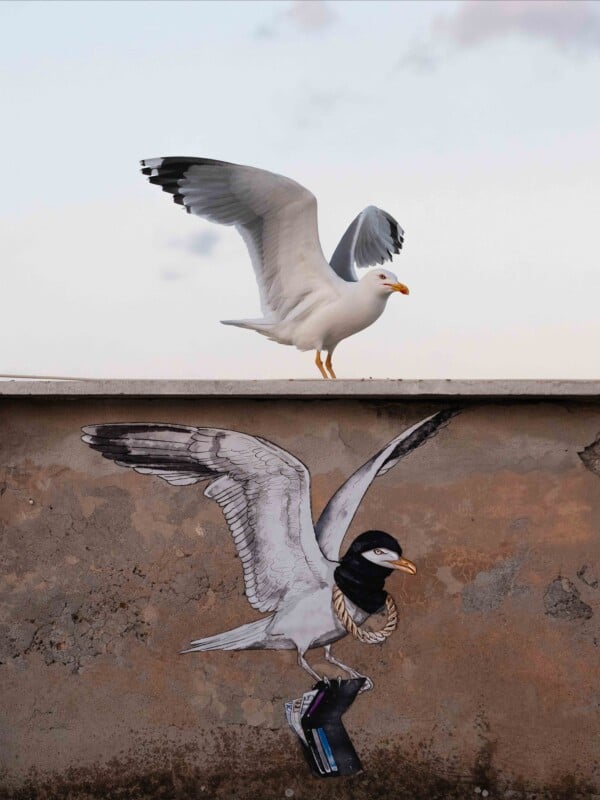 A real seagull stands on a ledge above a mural of a seagull wearing a black balaclava and gold chain while holding a wallet.