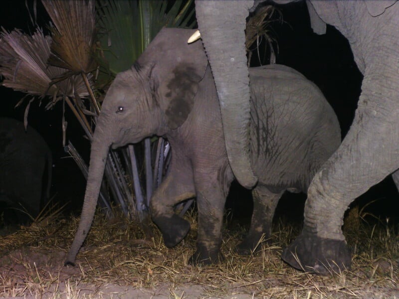 A young elephant calf walks beside an adult elephant at night, with a palm tree in the background.