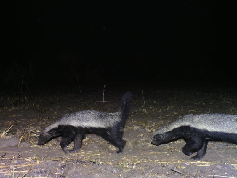 Two honey badgers with distinctive grey backs and black underbellies walk across a dark, grassy field at night.